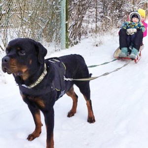 Ездовая шлейка для ротвейлера
